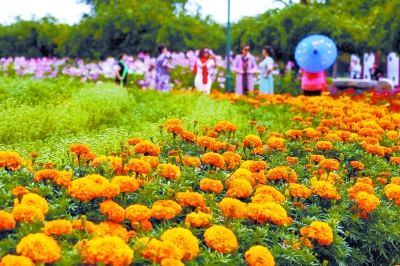 北京菊花文化節開幕 60萬盆菊花綻放六大展區