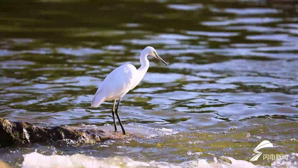 东平湖湿地数万只候鸟迁徙越冬 创历史之最
