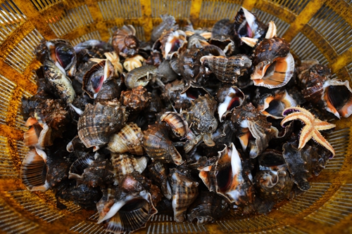 海螺豐收 “美味”增收