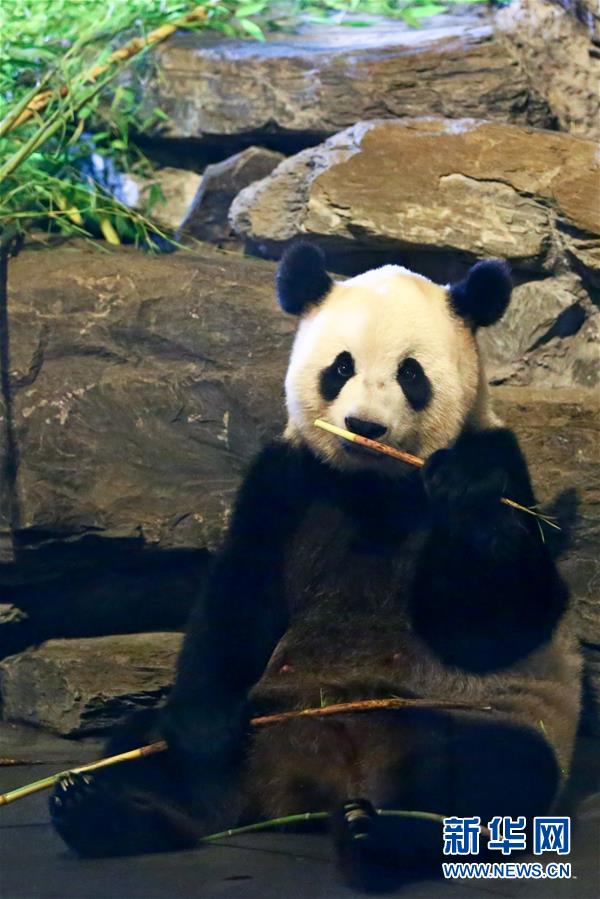 比利時動物園游客爆棚 為見大熊貓萌寶排隊數(shù)小時