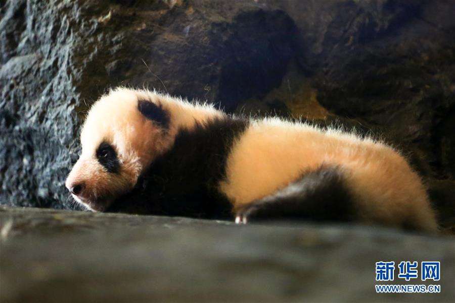 比利時動物園游客爆棚 為見大熊貓萌寶排隊數(shù)小時