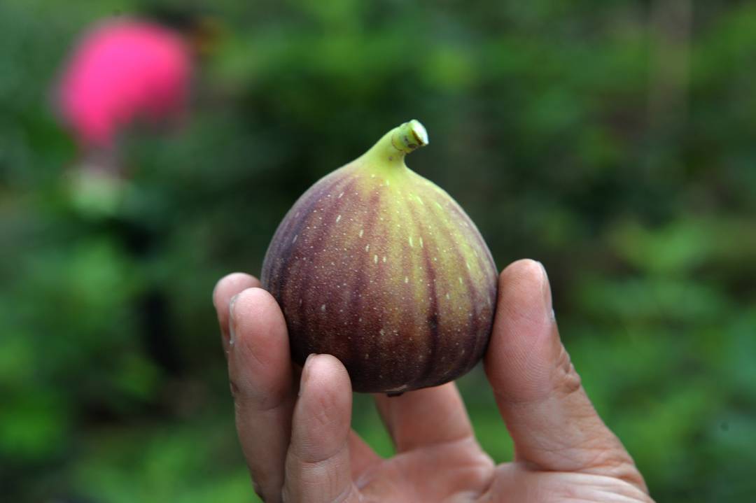 （转载）四川威远无花果 全产业链助农增收 代表“川果”走向世界