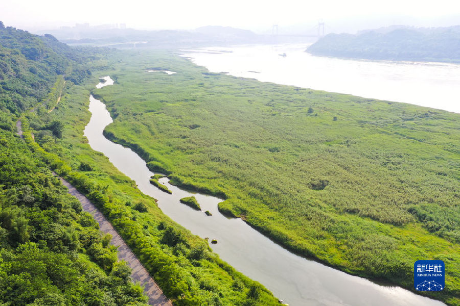 【城市远洋】淹不垮、冲不走 重庆广阳岛有一批 “草坚强”