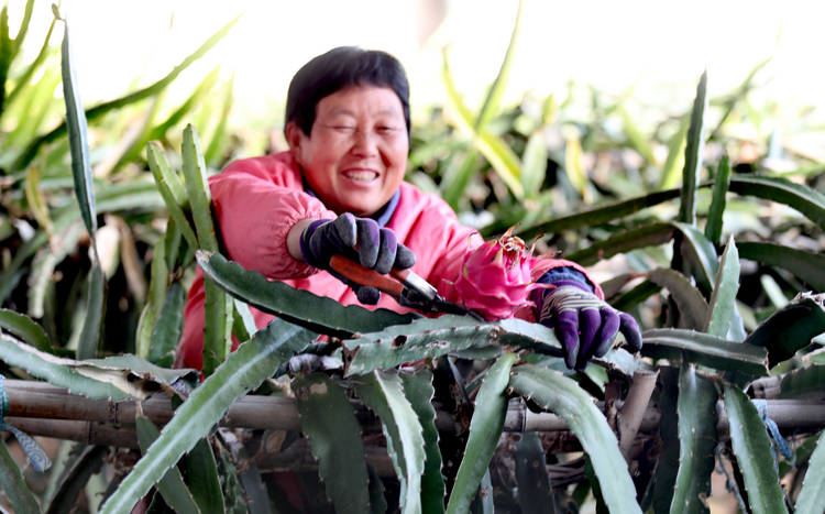 （原创）河北肃宁：发展“南果北种”特色种植助农增收_fororder_图片5