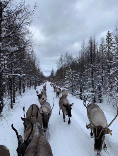 12月17日 央视节目《山水间的家》邀您来看“驯鹿部落”_fororder_6