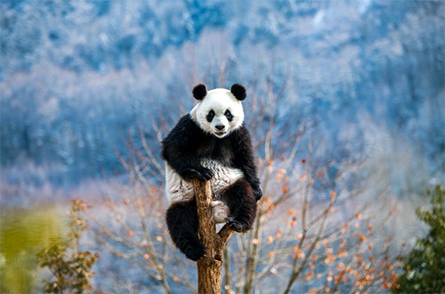 提升文化旅遊知名度和影響力 “大熊貓與自然”雅安攝影展開展_fororder_《表演》攝影--黃倫斌