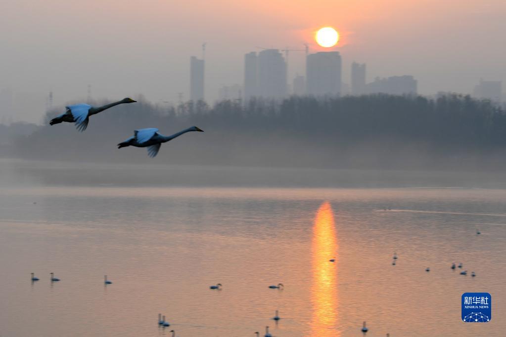 河南三门峡：黄河岸边赏天鹅