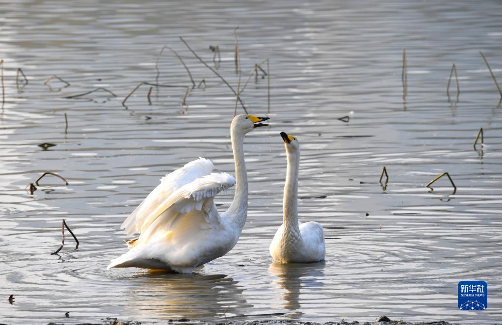 河南三门峡：黄河岸边赏天鹅