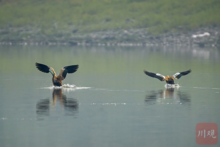 （轉載）宜賓江安：青山綠水鳥鳴 長江生態景美