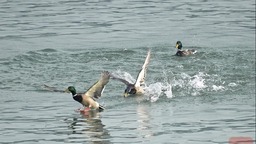（轉載）宜賓江安：青山綠水鳥鳴 長江生態景美