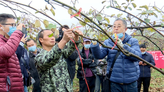 貴州省農業農村廳到修文縣開展獼猴桃安全用藥用肥現場培訓_fororder_微信圖片_20221123160229