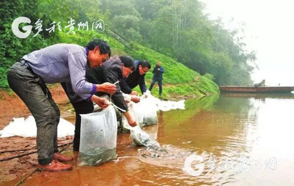 （大生态）贵州各地“民间河长”:保护环境就是保护生命