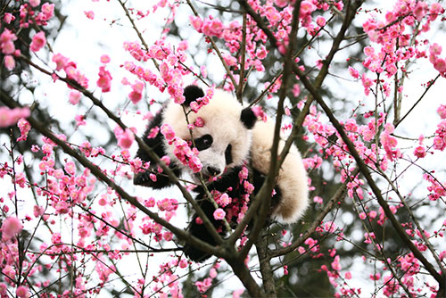 提升文化旅游知名度和影响力 “大熊猫与自然”雅安摄影展开展_fororder_《春》供图-雅安市文化体育和旅游局