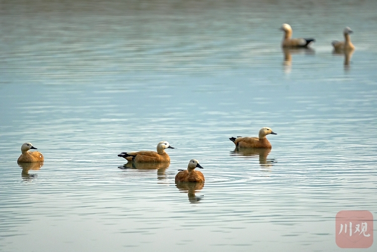 （轉載）宜賓江安：青山綠水鳥鳴 長江生態景美