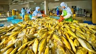 讓大黃魚遊出産業富民新高度 寧德蕉城區大力實施“國魚計劃”