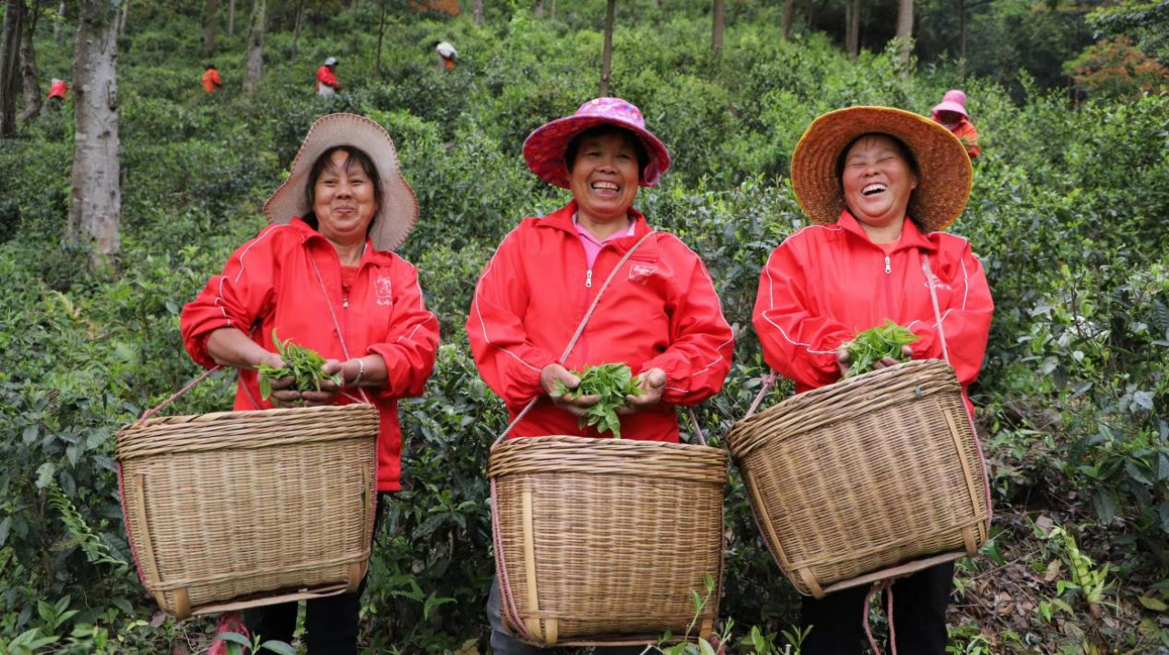 小茶叶成为乡村振兴的致富叶_fororder_小茶叶成为乡村振兴的致富叶555