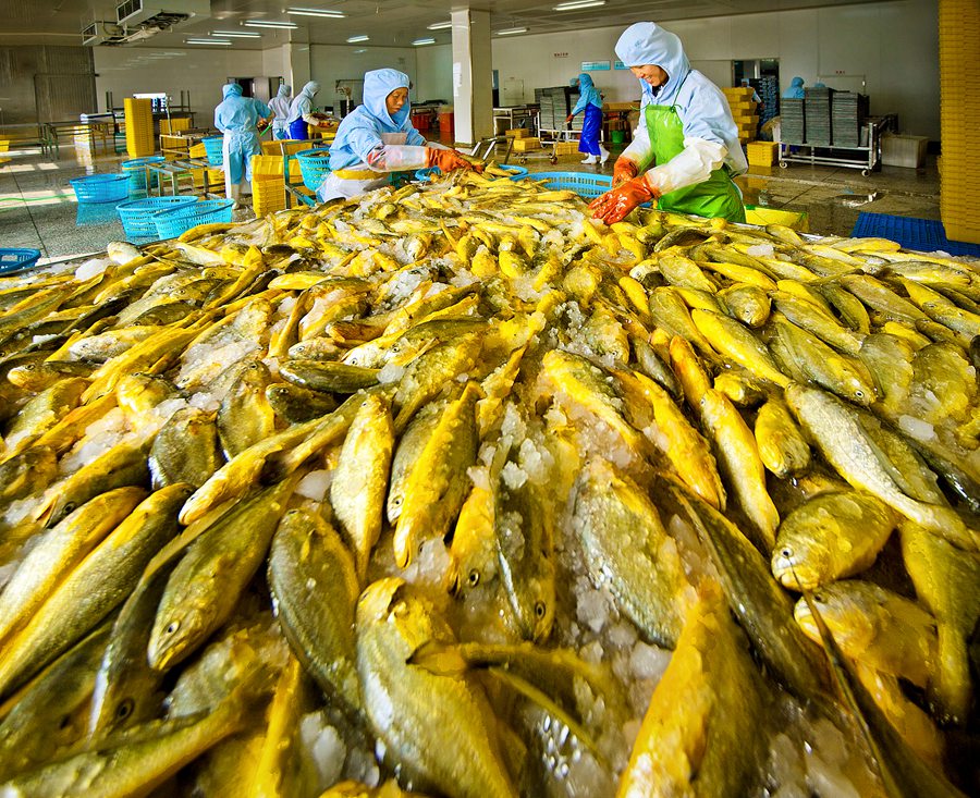 让大黄鱼游出产业富民新高度 宁德蕉城区大力实施“国鱼计划”