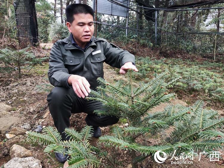 广西积极拯救“植物界熊猫”元宝山冷杉