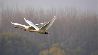 河南三門峽：黃河岸邊賞天鵝