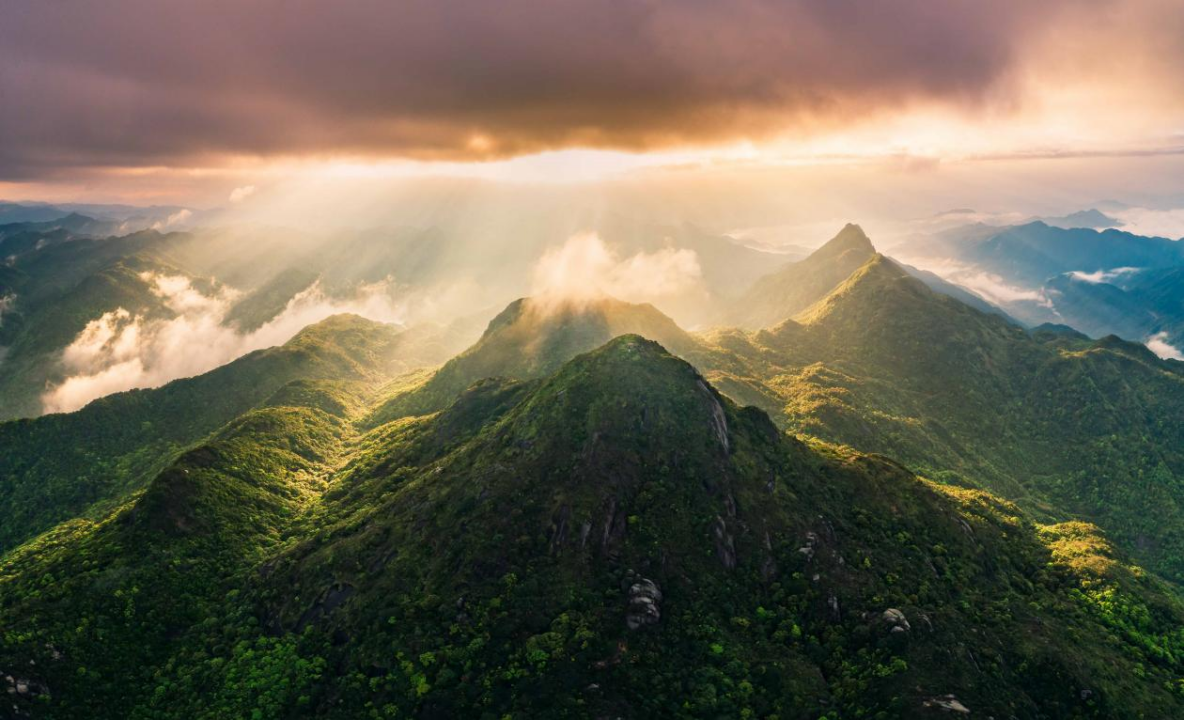 小茶叶成为乡村振兴的致富叶_fororder_小茶叶成为乡村振兴的致富叶222