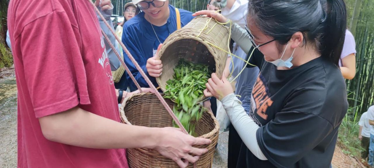 小茶叶成为乡村振兴的致富叶_fororder_小茶叶成为乡村振兴的致富叶952
