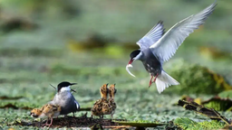 “昆明—蒙特利尔全球生物多样性框架”成功通过