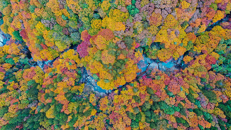 Une féerie de feuilles rouges se trouve dans le mont Guangwu de la province du Sichuan_fororder_圖片3