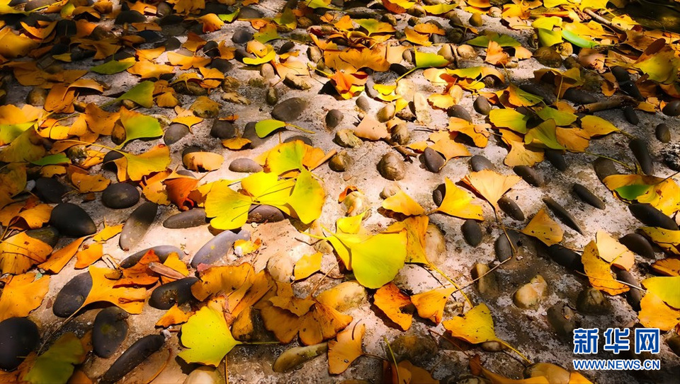 桂林市靈川縣：銀杏的海洋盡顯秋冬浪漫