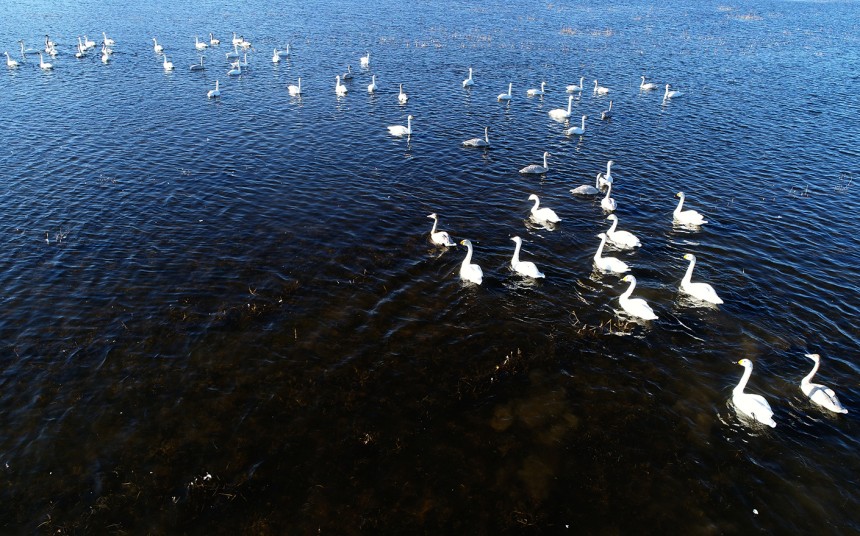 河北怀来官厅水库国家湿地公园迎来成群天鹅