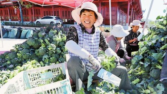 大理劍川：訂單生産助力錯季無公害蔬菜種植