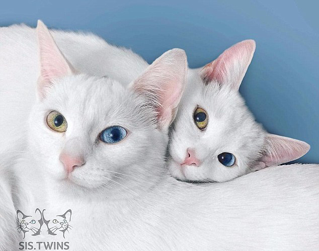 俄罗斯孪生白猫双瞳异色圈粉无数