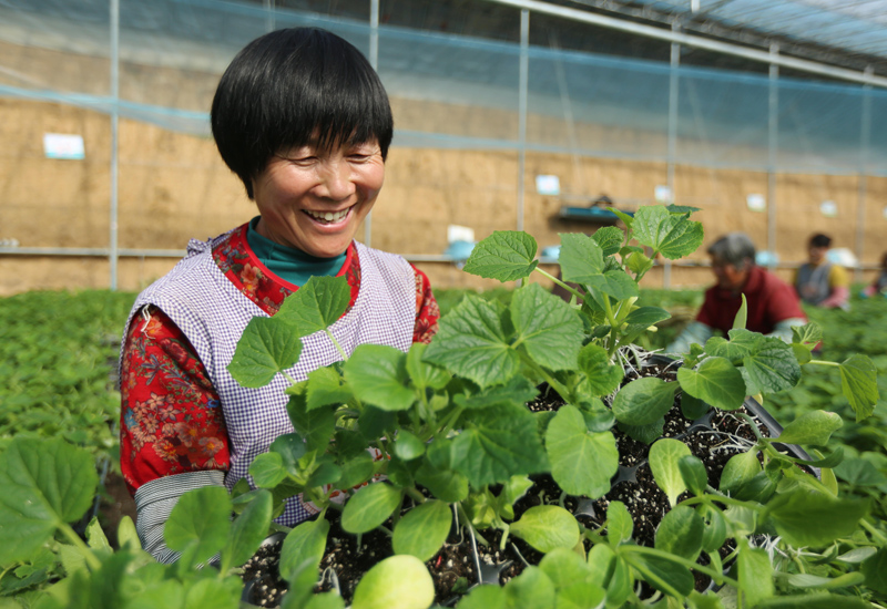 山東沂南：初冬時節育苗忙