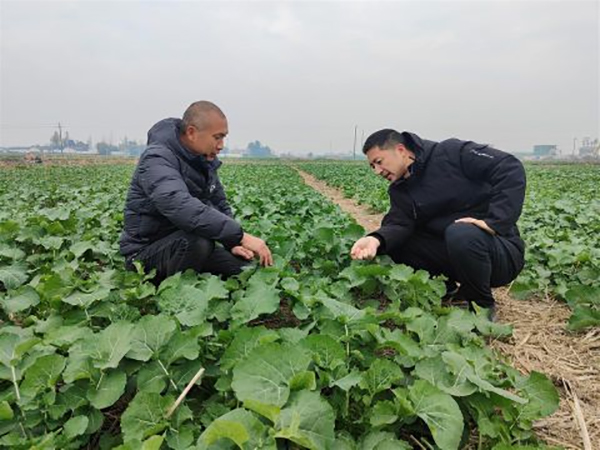 德阳市旌阳区：农技专家田间“把脉开方” 力保油菜安全越冬_fororder_QQ图片20221222110231