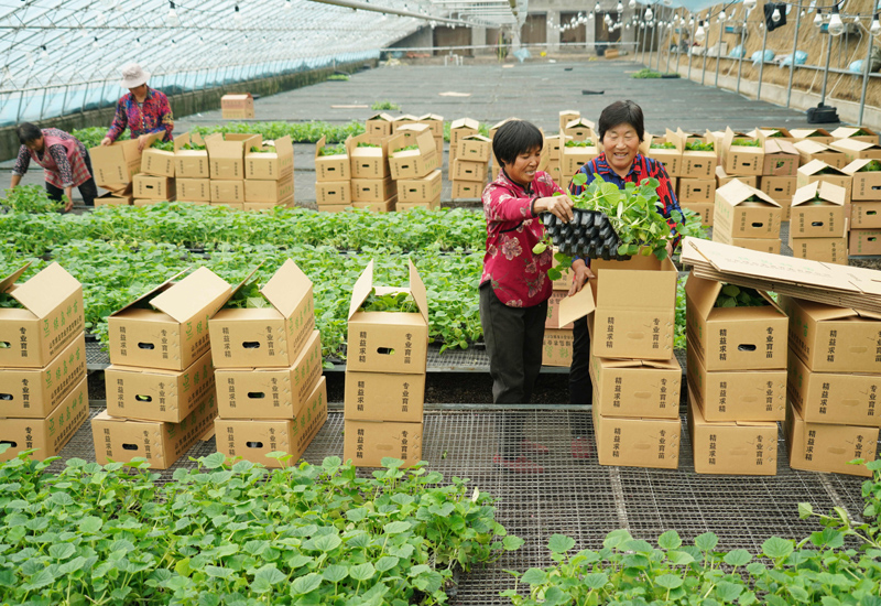 山東沂南：初冬時節育苗忙