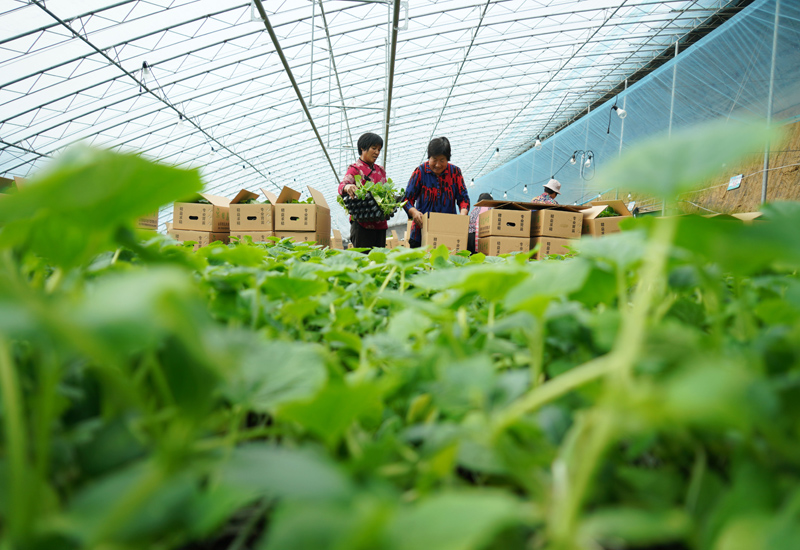 山东沂南：初冬时节育苗忙