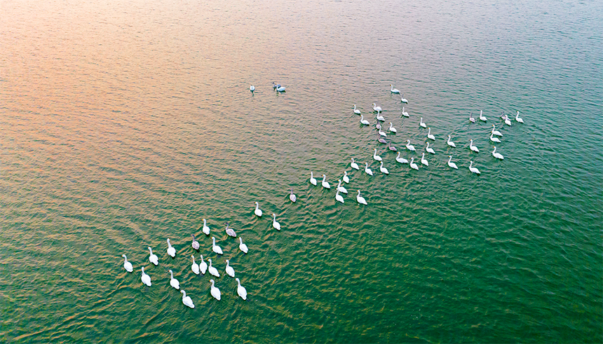邢台鹊山湖国家湿地公园白天鹅来“打卡”