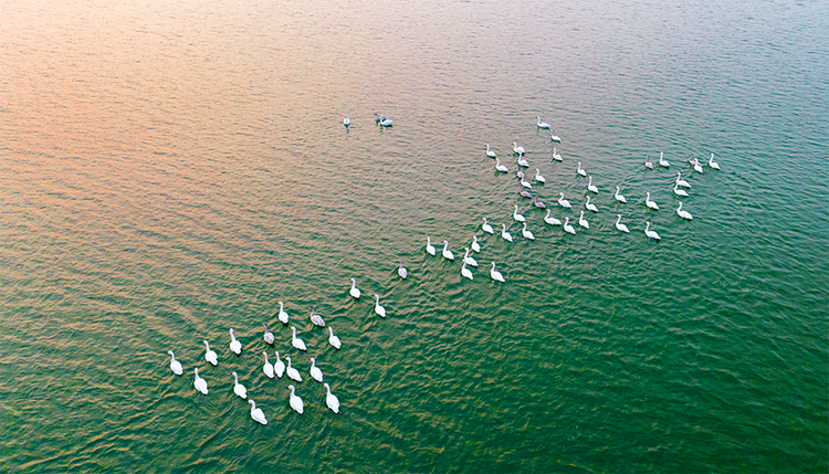 太行山腳下白天鵝來“打卡” 鵲山湖濕地美如畫