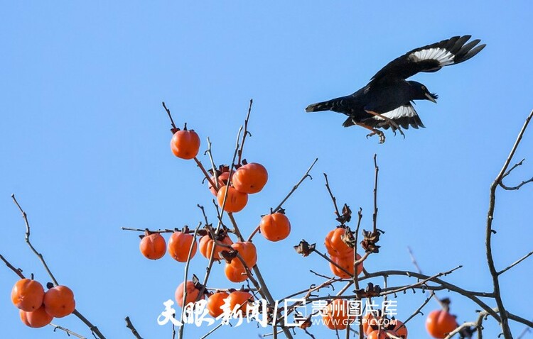 贵阳南明：冬暖柿红鸟欢