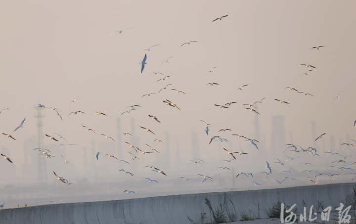 【中首图】河北：候鸟翩跹戏湿地