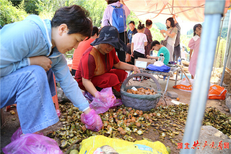 河北遷安尚莊村：黨旗映紅合作社 民富村強産業興