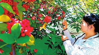 曲靖宣威：無刺花椒推廣種植2萬餘畝