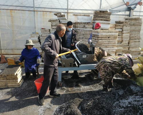 冬日无闲育苗忙 孕育一年新希望