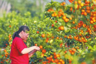 四川廣安描繪鄉村振興嶄新篇章