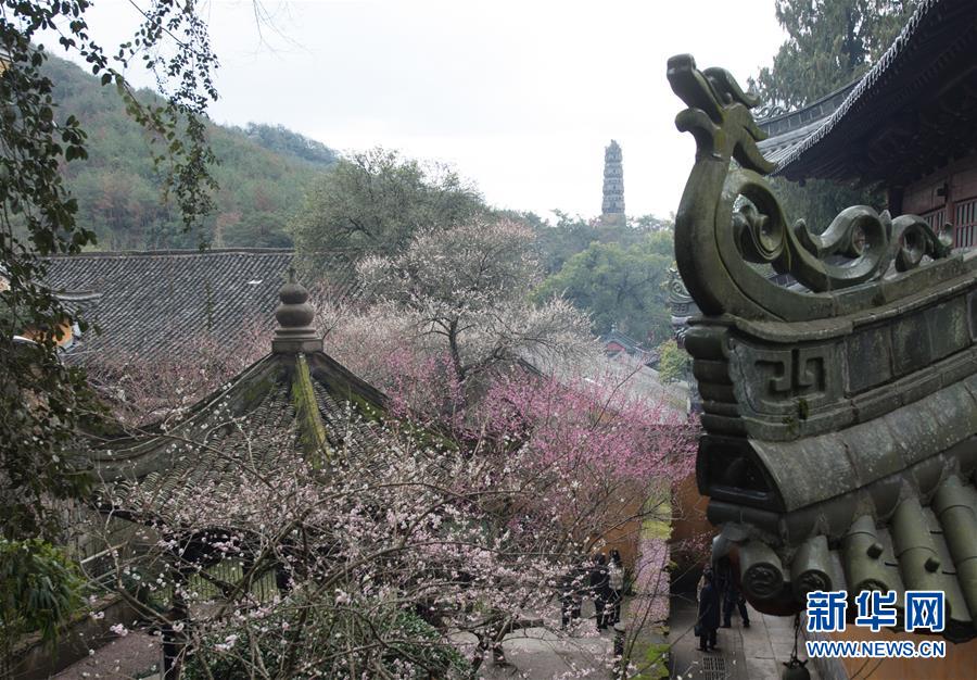 國清寺古梅盛開