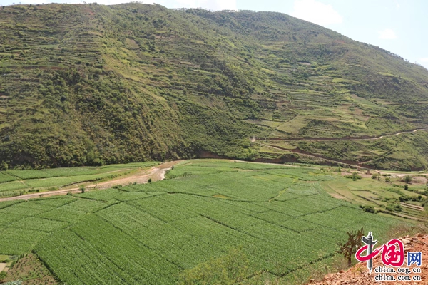 云南南华：礼舍江边荒坡滩涂变良田