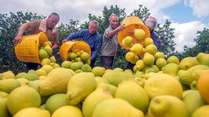 湖南道縣：“柚”迎豐收富農家