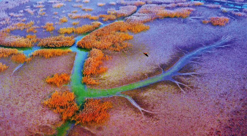 快来看“翱翔滨州的湿地精灵”精彩瞬间