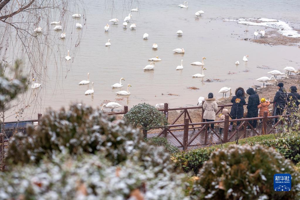 河南三门峡：雪后天鹅湖