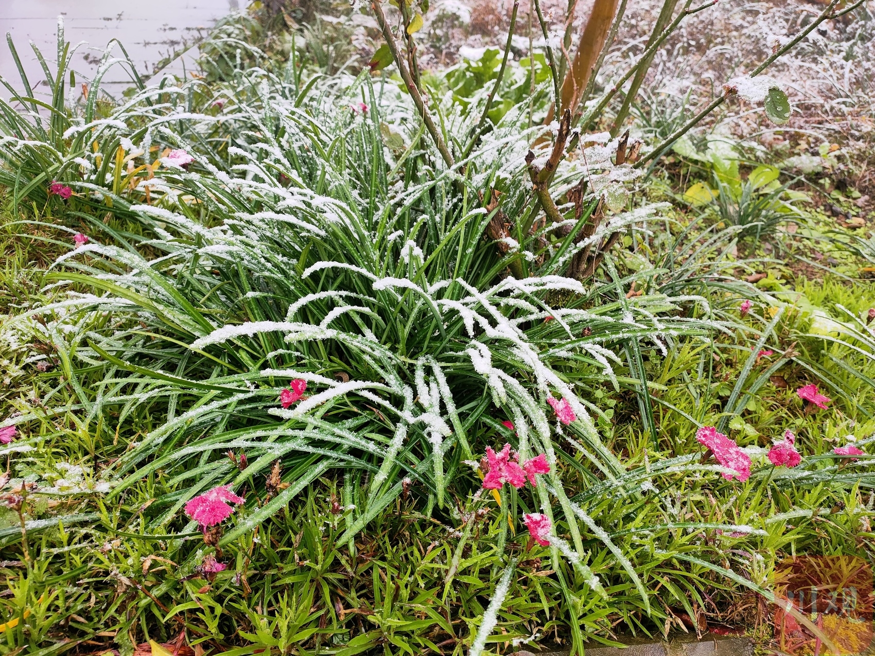 （转载）好冷！绵阳安州千佛镇降下今冬第一场雪