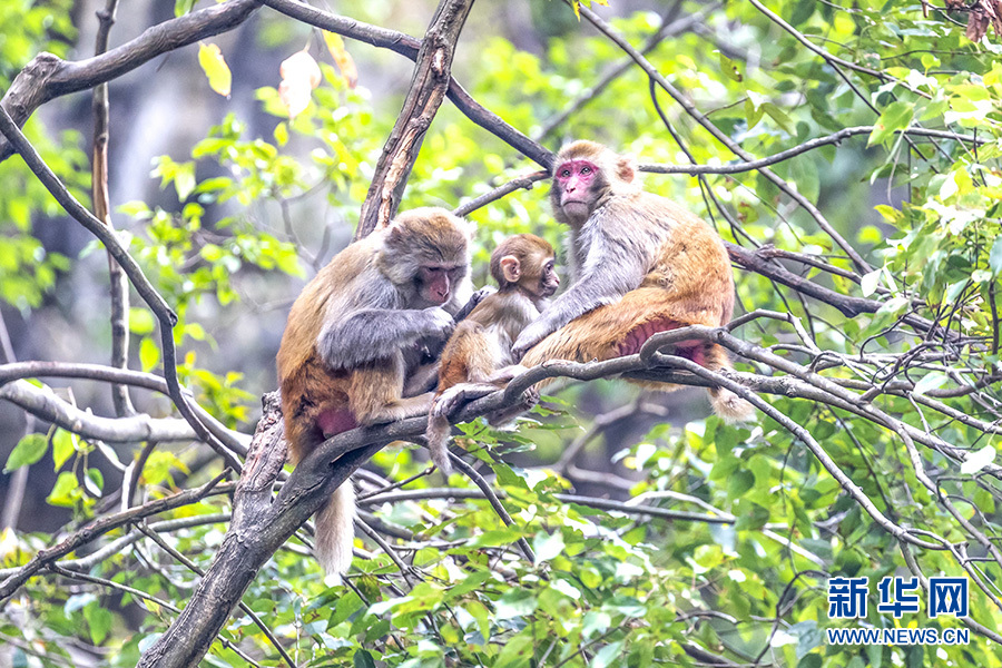 【城市远洋】重庆南川：金佛山野生猕猴惹人爱